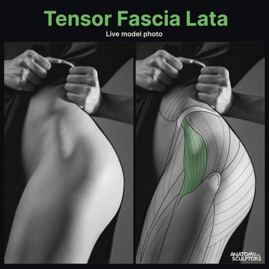 Tensor Fascia Lata
