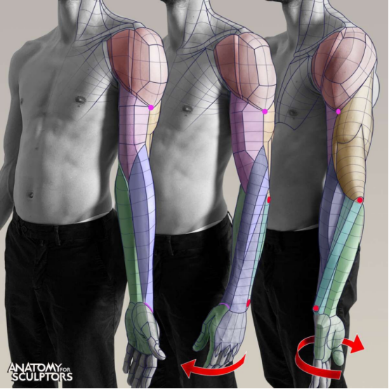 forced pronation of the arm