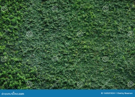 植物贴图0920002