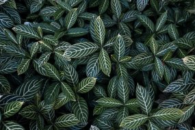 植物贴图0920005