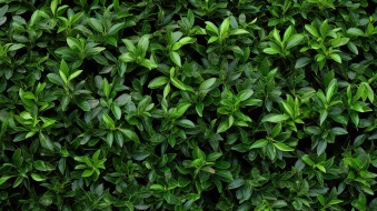 植物贴图0920018