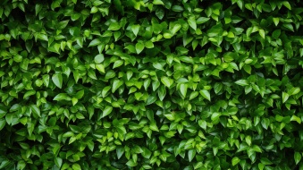 植物贴图0920016