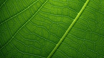 植物贴图0920024