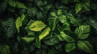 植物贴图0920025