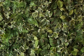 植物贴图0920026