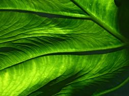 植物贴图0920059