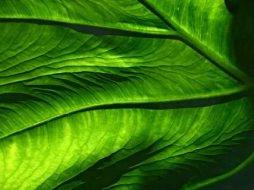 植物贴图0920066