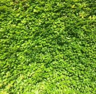 植物贴图0920073