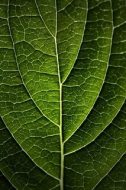 植物贴图0920077