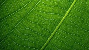 植物贴图0920092