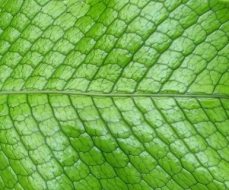 植物贴图0920114