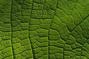 植物贴图0920120