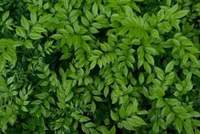 植物贴图0920135