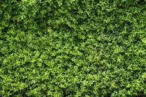 植物贴图0920141
