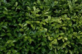 植物贴图0920142