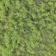 植物贴图0920145