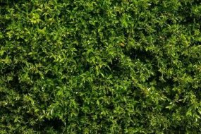 植物贴图0920146