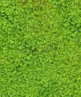 植物贴图0920152