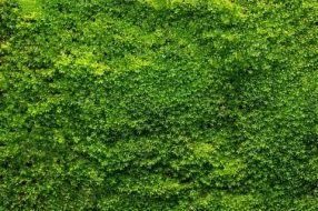 植物贴图0920161