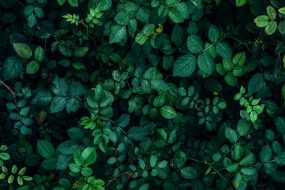 植物贴图09201226