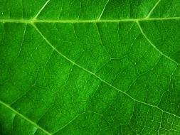 植物贴图09201230