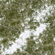 植物贴图09201251