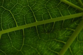 植物贴图09201298