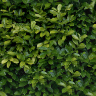 植物贴图09201304