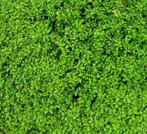 植物贴图09201327