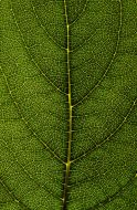 植物贴图09201328
