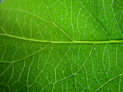 植物贴图09201347