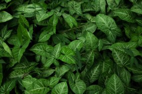 植物贴图09201349