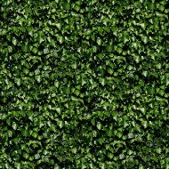 植物贴图09201350