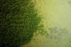 植物贴图09201362
