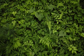 植物贴图09201364