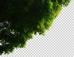 植物贴图0920188