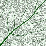 植物贴图0920202