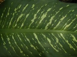 植物贴图0920222