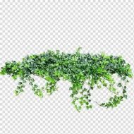 植物贴图0920246