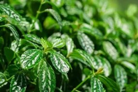 植物贴图0920250