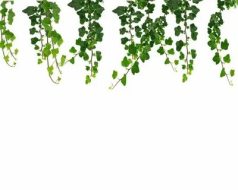 植物贴图0920253
