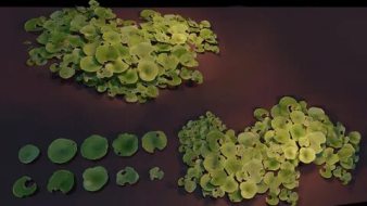 植物贴图0920252