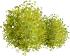 植物贴图0920300