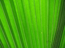 植物贴图0920306
