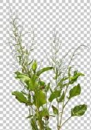 植物贴图0920301