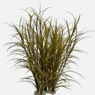 植物贴图0920305
