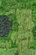 植物贴图0920339