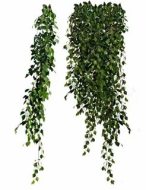 植物贴图0920354