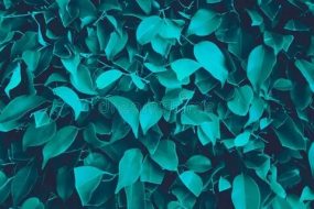 植物贴图0920356