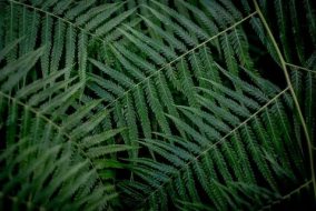植物贴图0920371